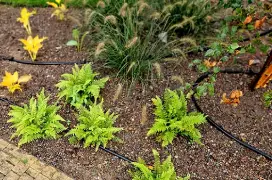 Black tubing running along the ground in between bright green plants, flowers, and a fountain grass plant.