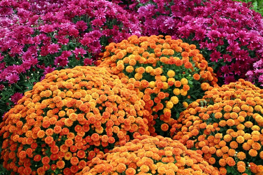 Fully bloomed orange and purple mums.