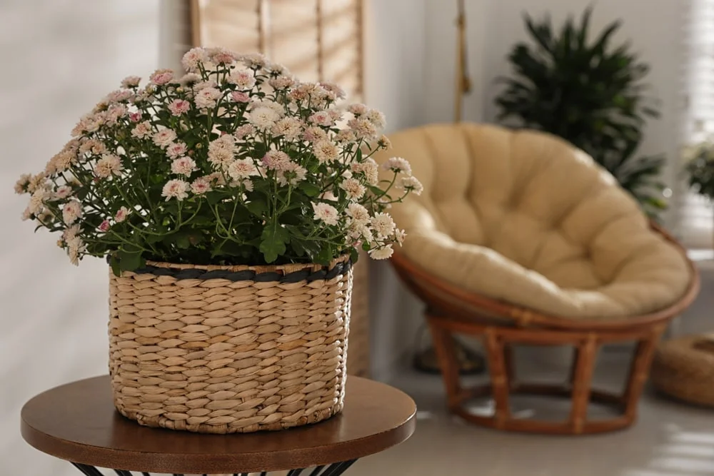Potted mums indoors.