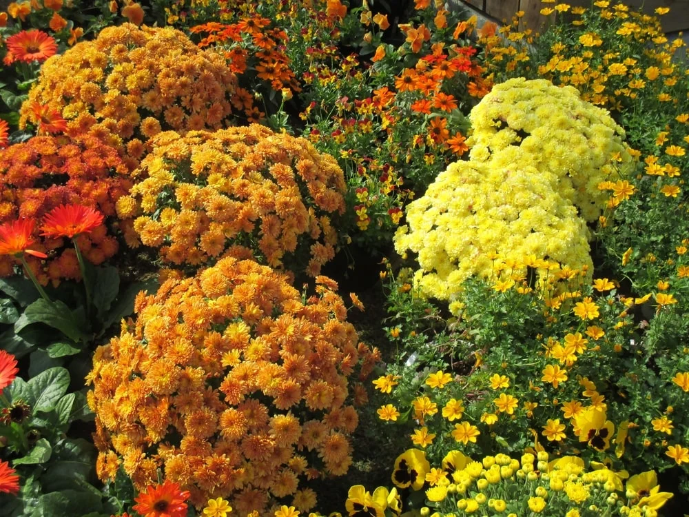 Orange and yellow mums among other flowers in a residential yard.