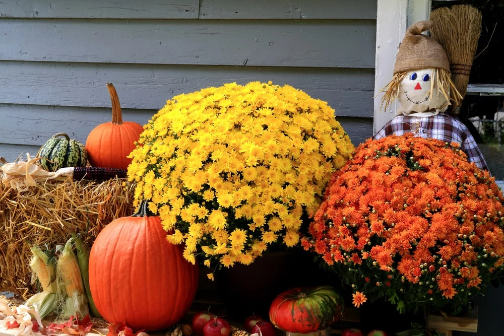 Yellow and orange mums next to pumpkins, gourds, and a stuffed scarecrow decoration.