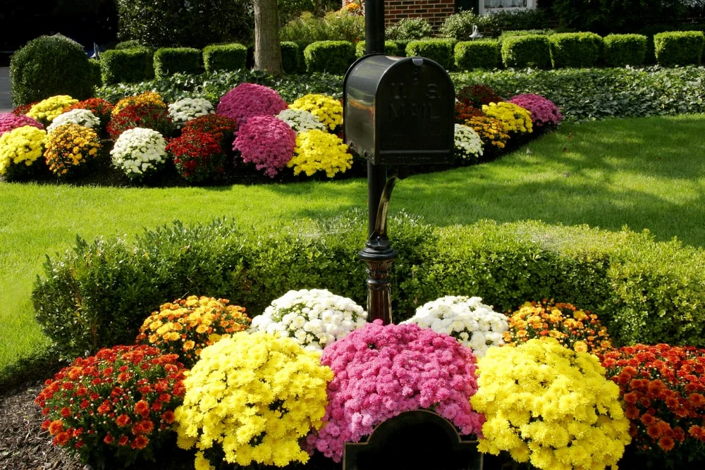 Red-orange, yellow, pink, and white mums in garden beds in a home's front yard.