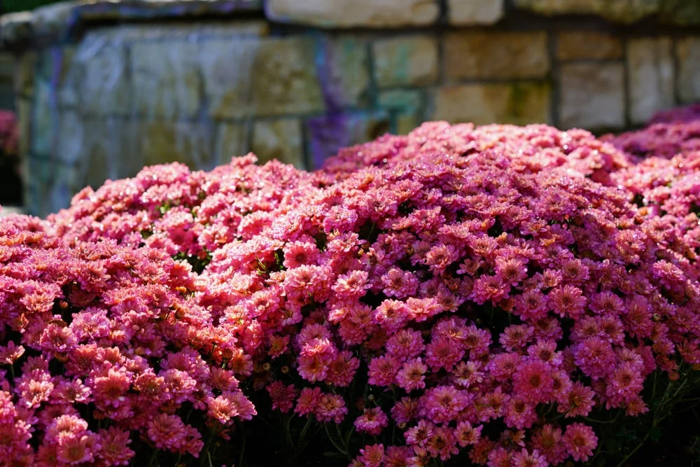 Purplish-pink mums in the sun.