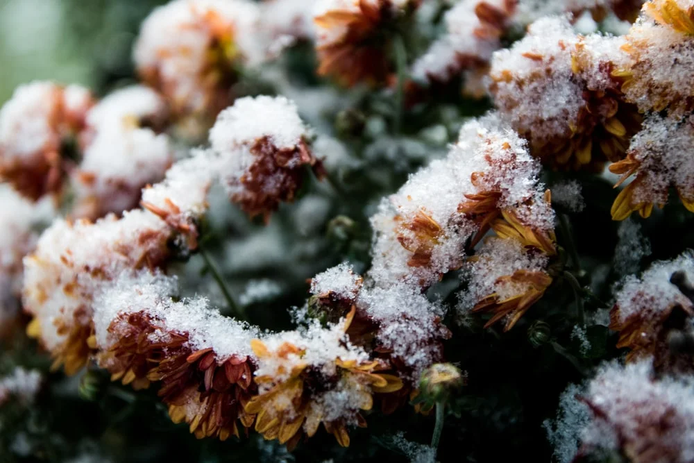 Snow on mums.