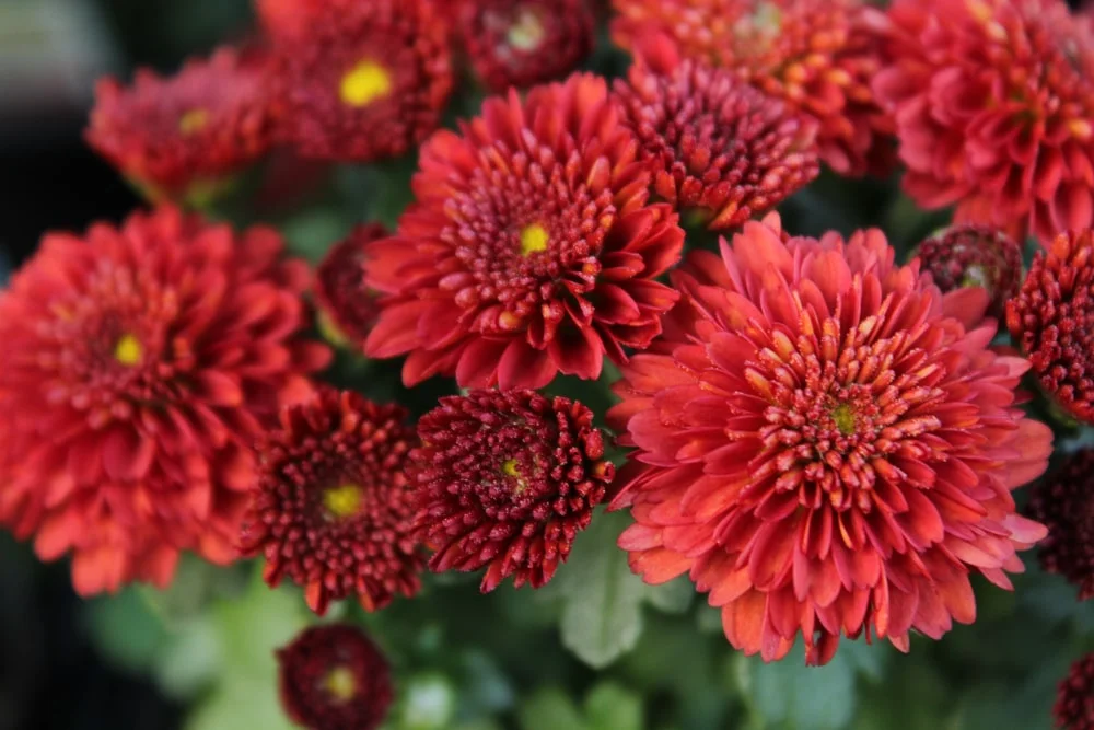 Red mums.