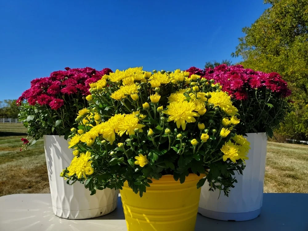 Three potted mums plants.