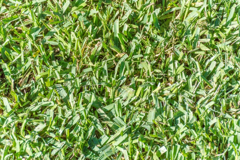 Blades of centipede grass.