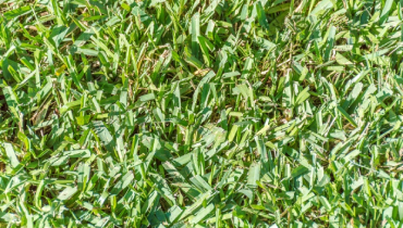 Blades of centipede grass.