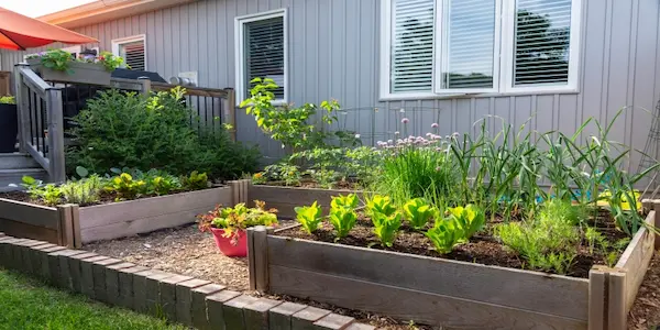 A backyard raised bed vegetable garden.