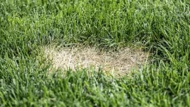 An otherwise healthy lawn with a small area of brown patch lawn disease visible.