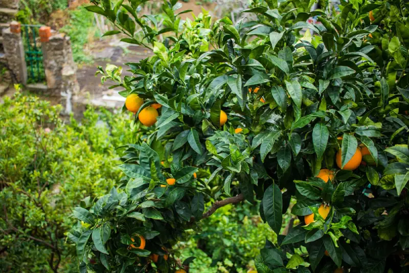 Fruit tree in residential yard.