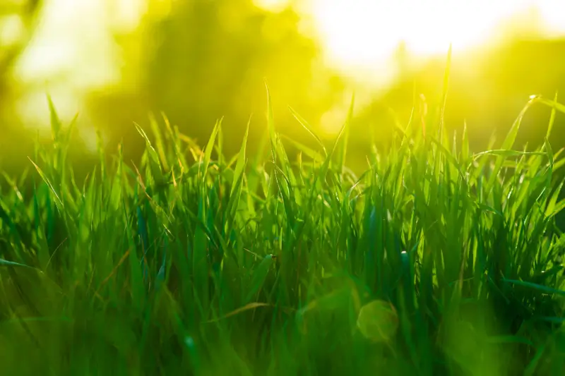 Blades of grass in the sunrise