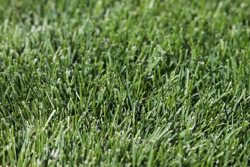 Kentucky Bluegrass lawn.