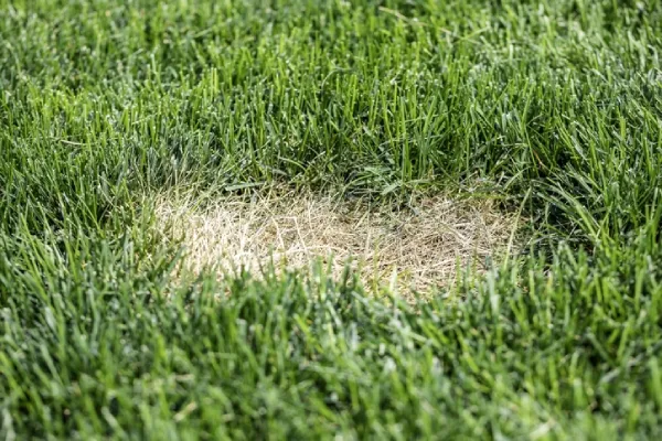 An otherwise healthy lawn with a small area of brown patch lawn disease visible.