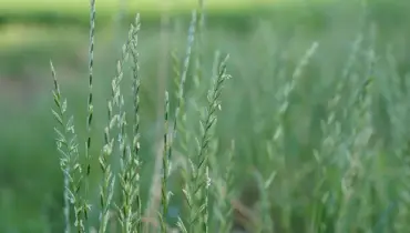Perennial ryegrass on a lawn.