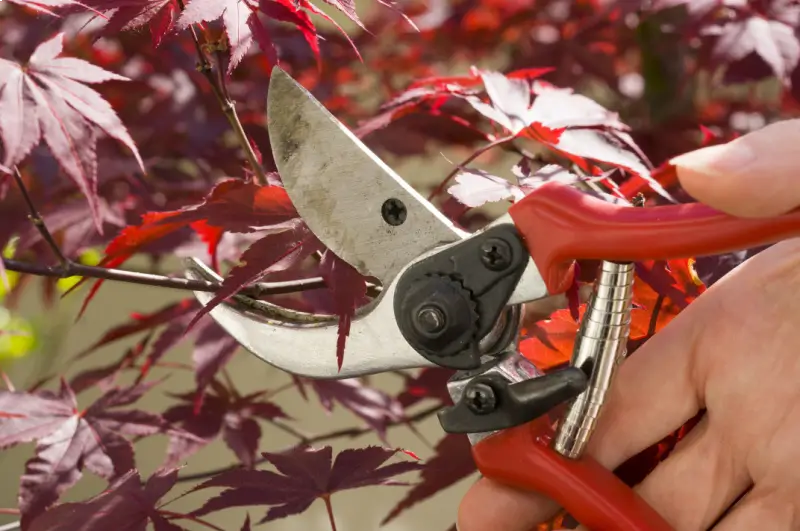 Image of maple tree branches being pruned and trimmed.
