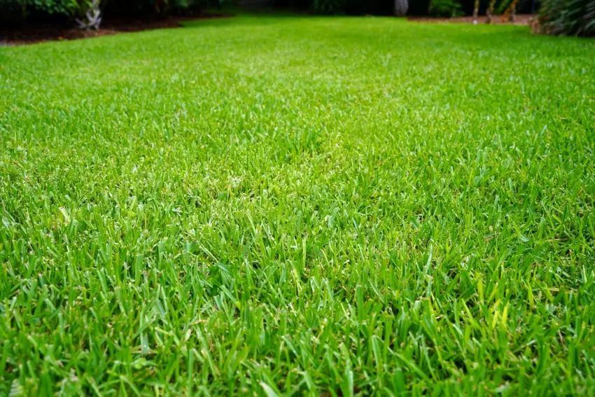 A lawn with St. Augustine grass.
