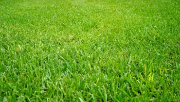 A lawn with St. Augustine grass.