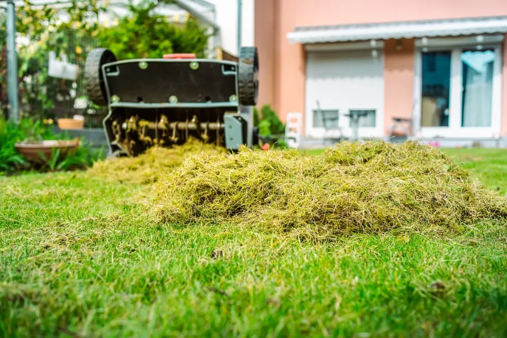 Thatch buildup