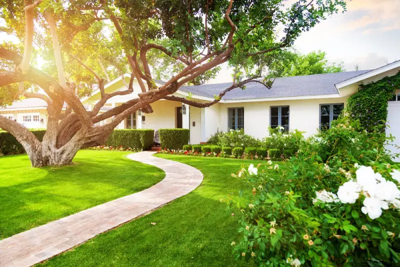 Large tree in a residential front yard.