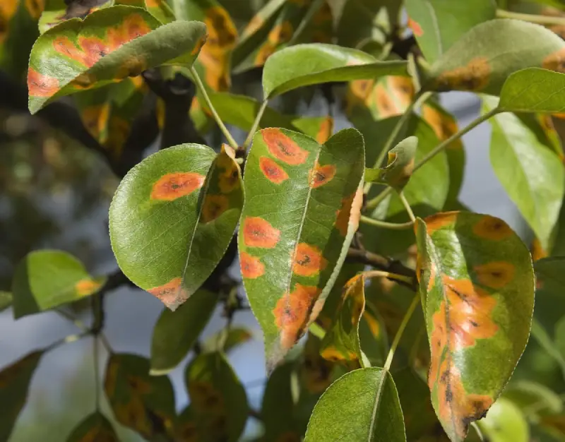 Green leaves with brownish-orange patches, indicating a fungal infection.