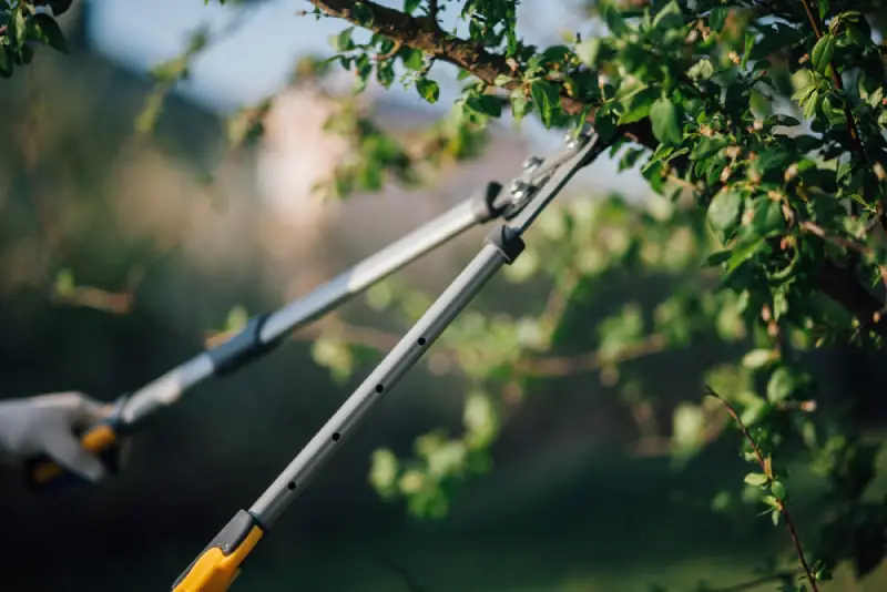 Hands using branch cutters to trim a tree.
