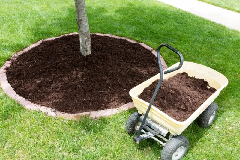 The base of a tree and a wheelbarrow full of soil.