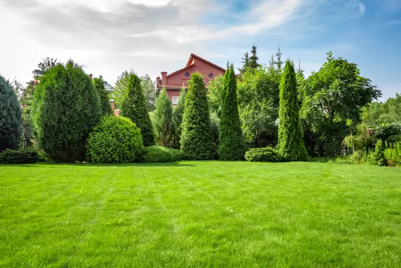 A variety of trees in a spacious residential yard.