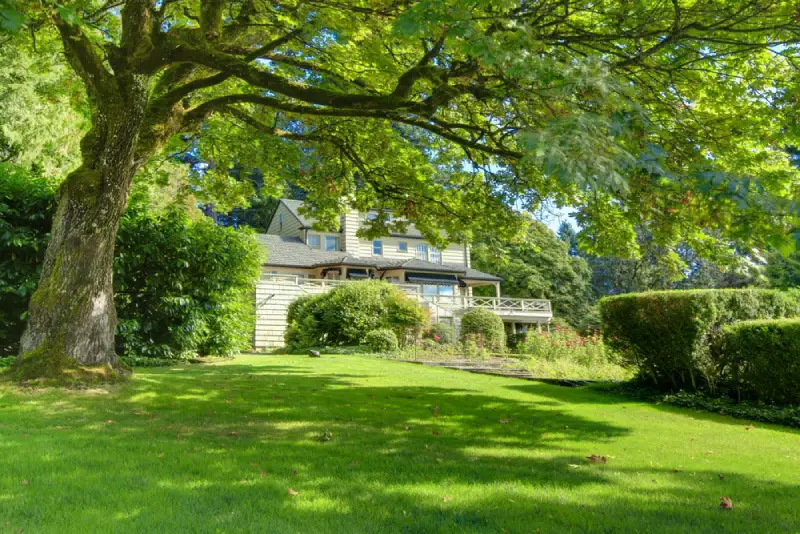 Large deciduous tree giving shade to a residential yard.