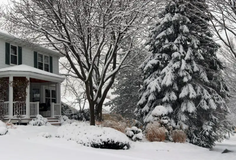 Trees covered in snow in a front yard.