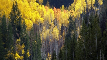 Different types of trees in a forest.
