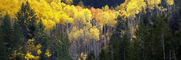Different types of trees in a forest.