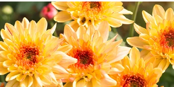 Yellow and orange mums.