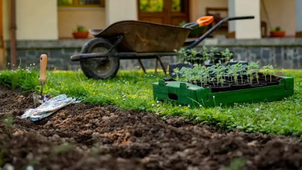Planting
