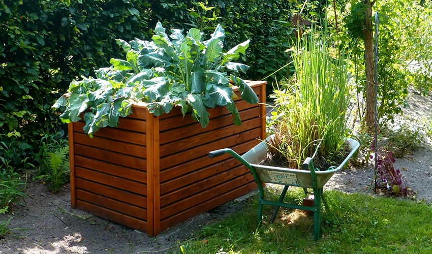 A raised garden bed next to a wheelbarrow and a thick hedge.