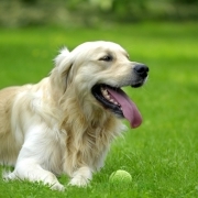 A golden retriever lying in grass.