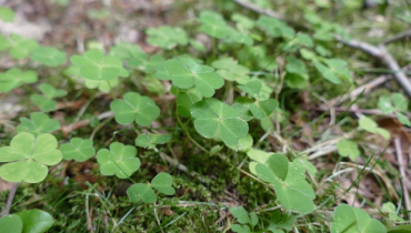 How to Get Rid of Oxalis